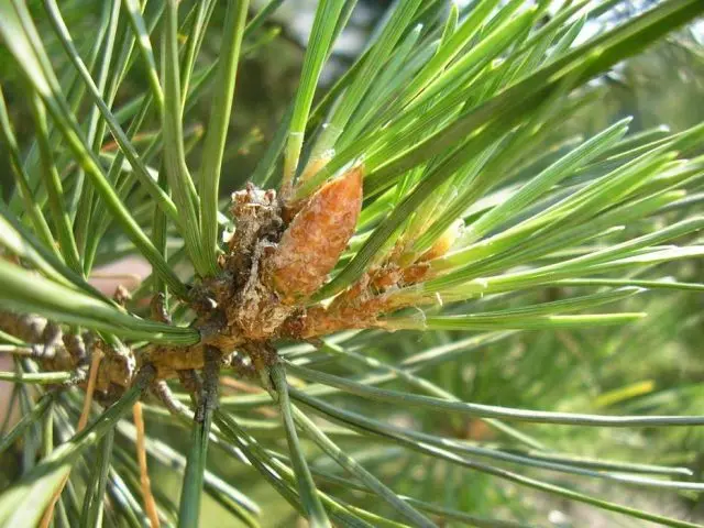 Pine needles in folk medicine