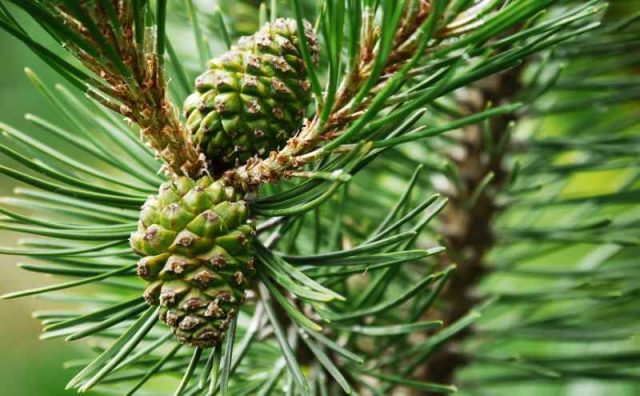 Pine needles in folk medicine