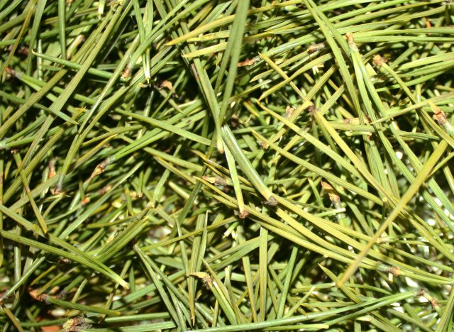 Pine needles in folk medicine