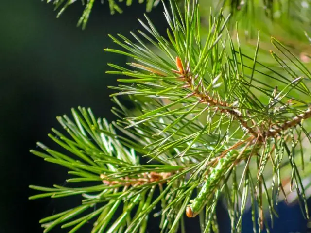 Pine needles in folk medicine