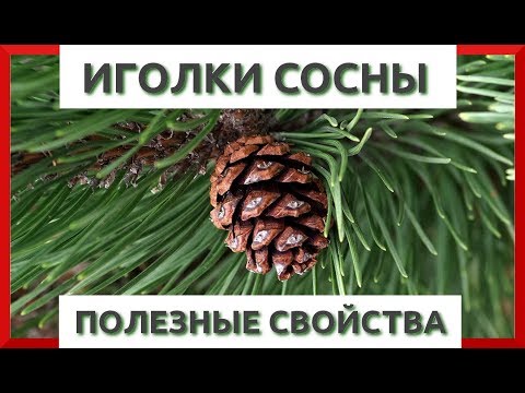 Pine needles in folk medicine