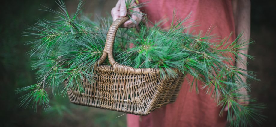 Pine needles in folk medicine