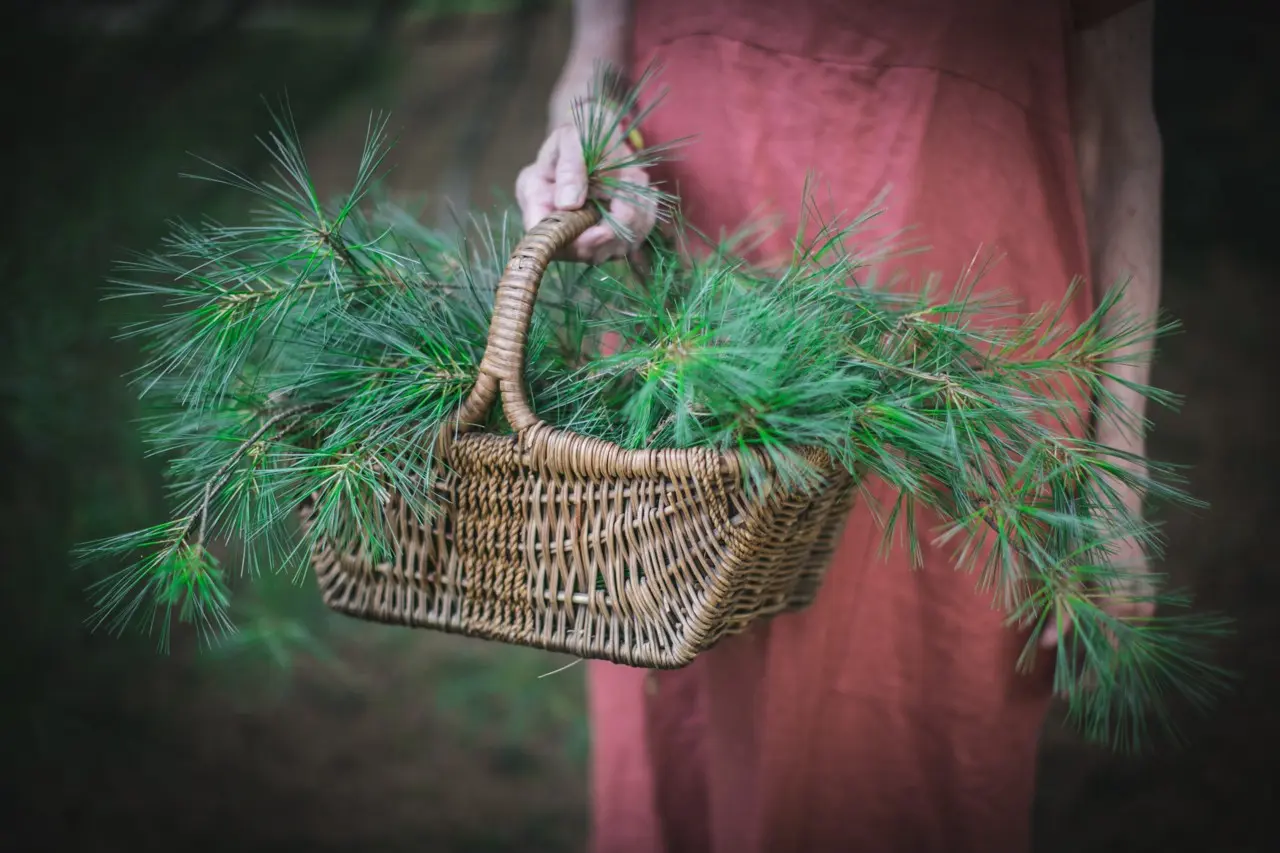 Pine needles in folk medicine