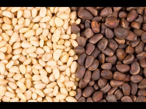 Pine nuts: benefits and harms to the body