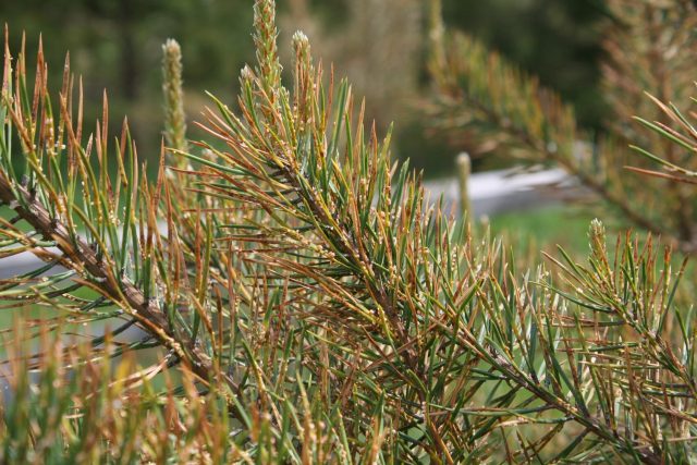 Pine Pug: height and description