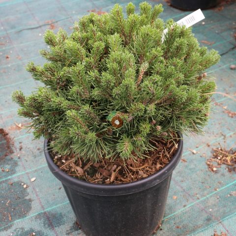 Pine Pug: height and description