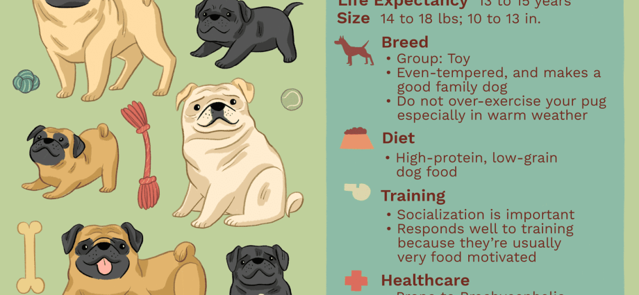 Pine Pug: height and description