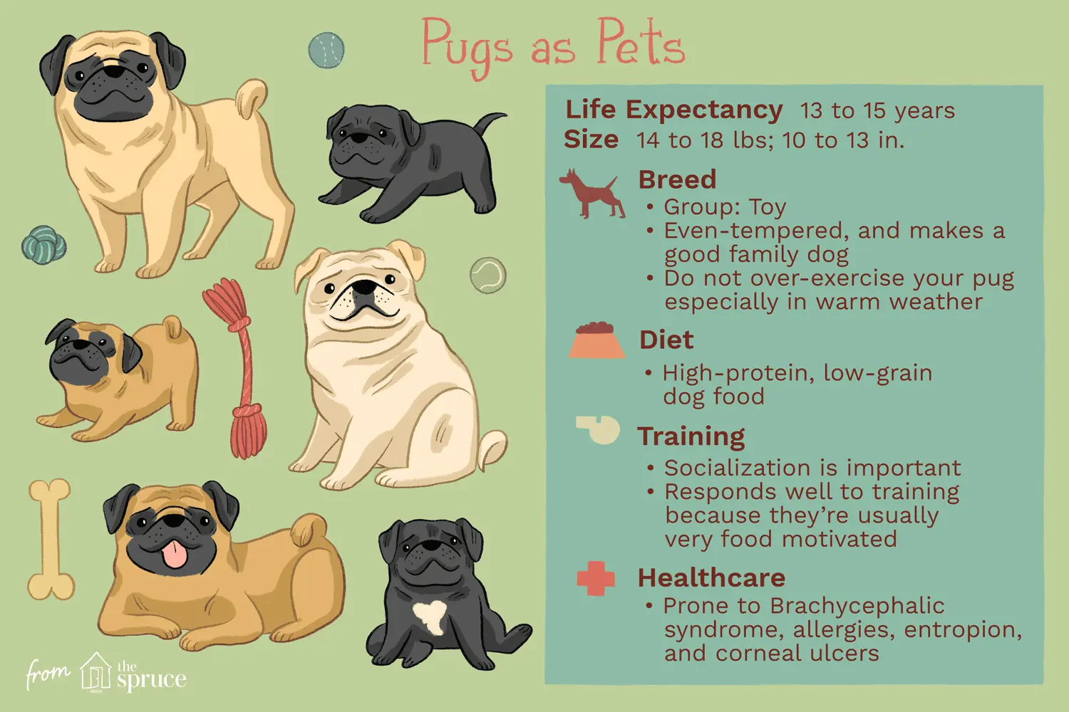 Pine Pug: height and description