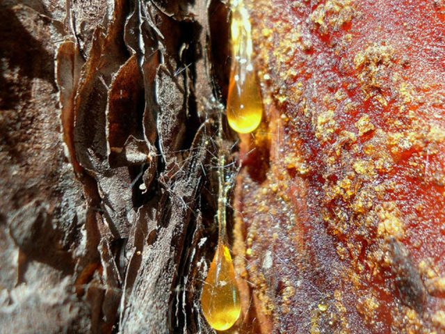 Pine resin: what is it