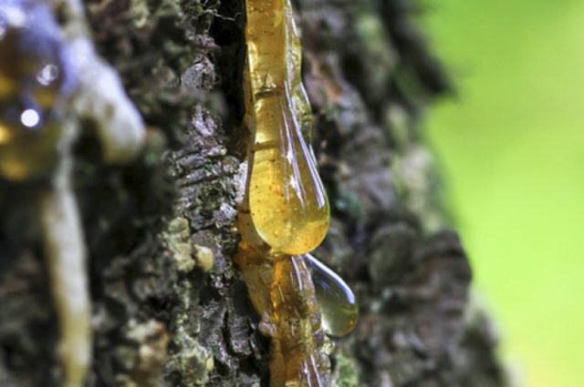 Pine resin: what is it