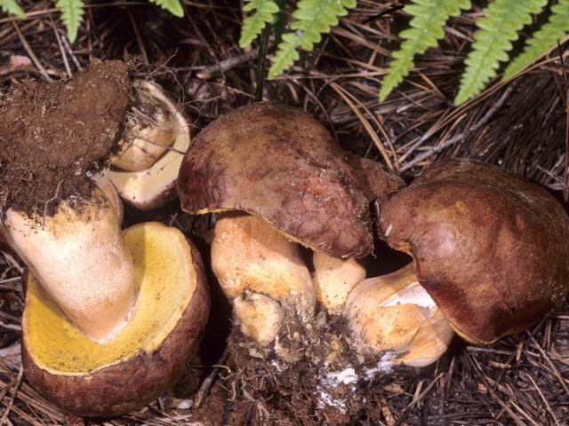 Pine white mushrooms: collection, photo and description