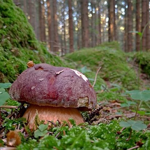 Pine white mushrooms: collection, photo and description