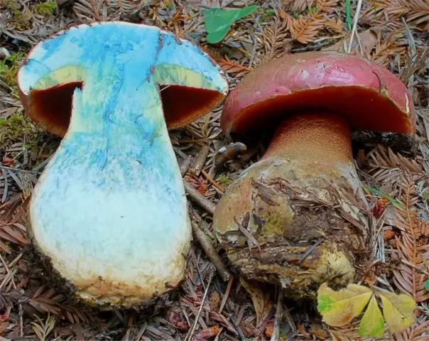 Pine white mushrooms: collection, photo and description