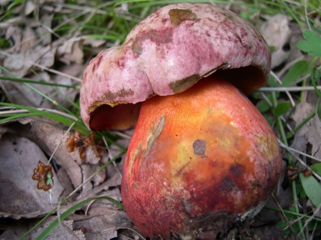 Pine white mushrooms: collection, photo and description