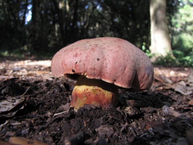 Pine white mushrooms: collection, photo and description