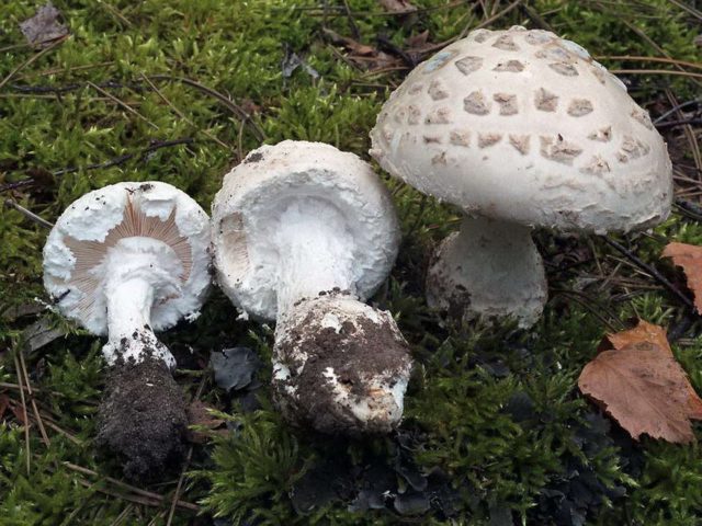 Pineal fly agaric (cone-shaped): photo and description, is it usable