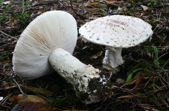 Pineal fly agaric (cone-shaped): photo and description, is it usable