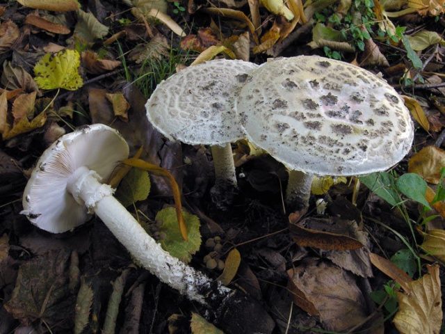 Pineal fly agaric (cone-shaped): photo and description, is it usable