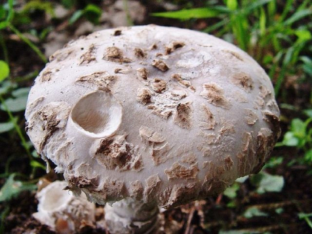 Pineal fly agaric (cone-shaped): photo and description, is it usable