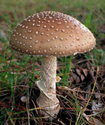 Pineal fly agaric (cone-shaped): photo and description, is it usable