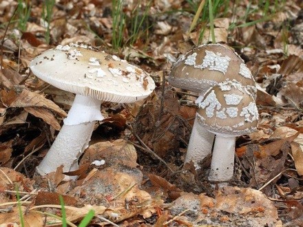 Pineal fly agaric (cone-shaped): photo and description, is it usable