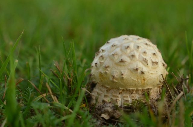 Pineal fly agaric (cone-shaped): photo and description, is it usable