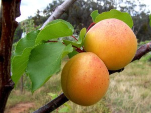 Pineapple apricot - a delicious variety, with a good yield