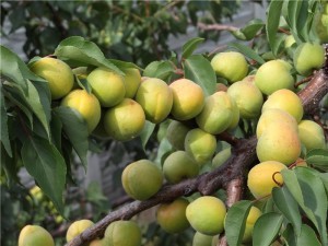 Pineapple apricot - a delicious variety, with a good yield