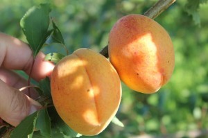 Pineapple apricot - a delicious variety, with a good yield