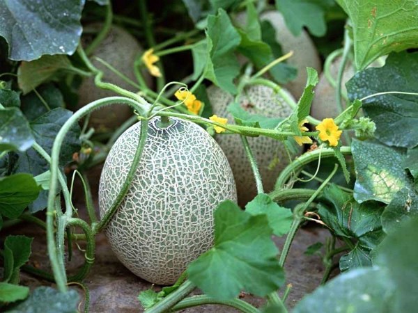 Pineapple melon: types and varieties, agricultural technology of culture