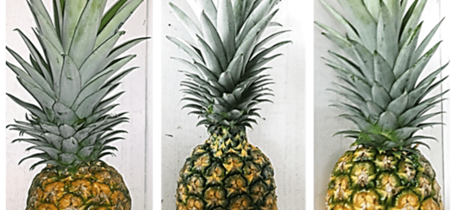 Pineapple melon: types and varieties, agricultural technology of culture