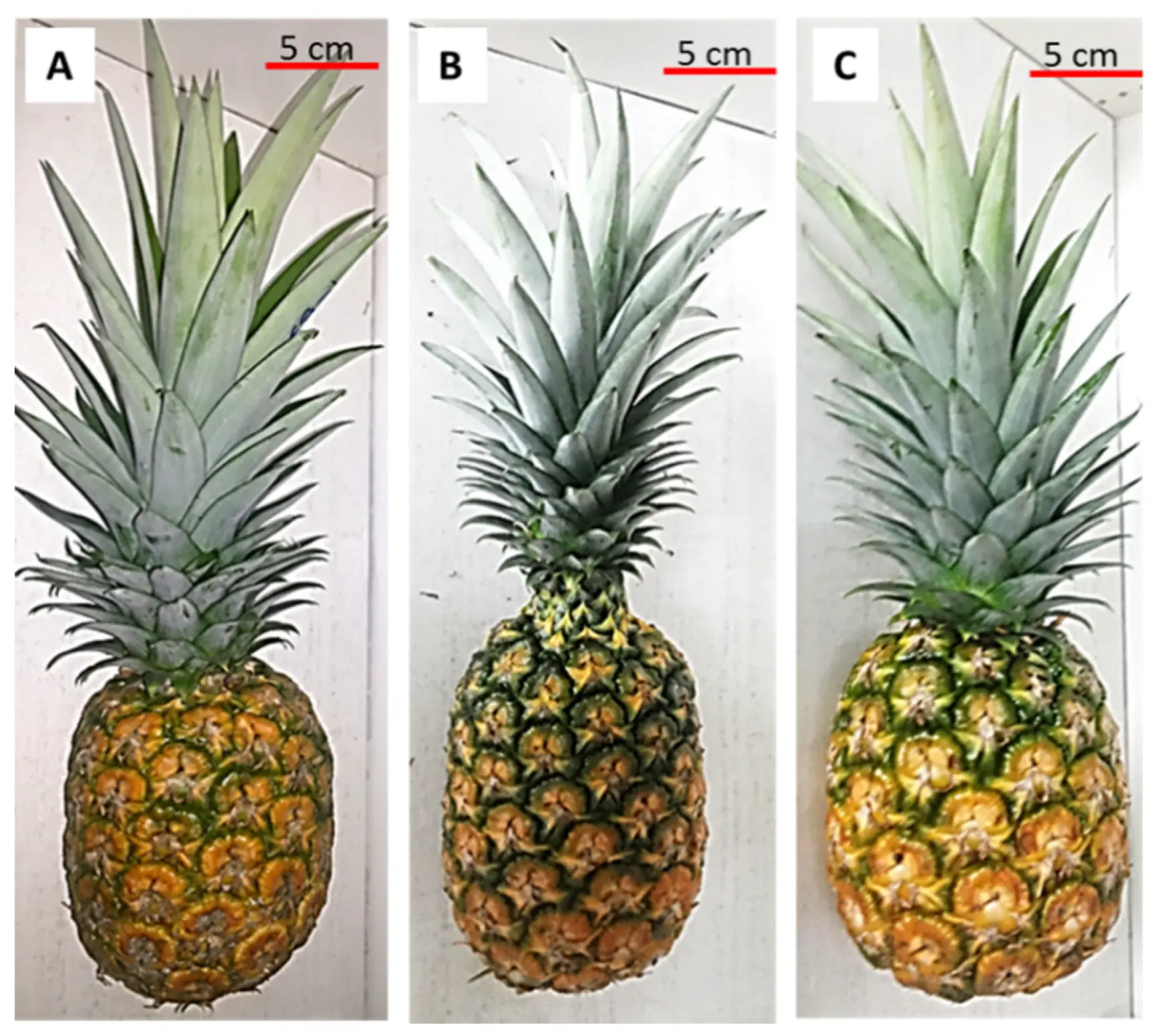 Pineapple melon: types and varieties, agricultural technology of culture