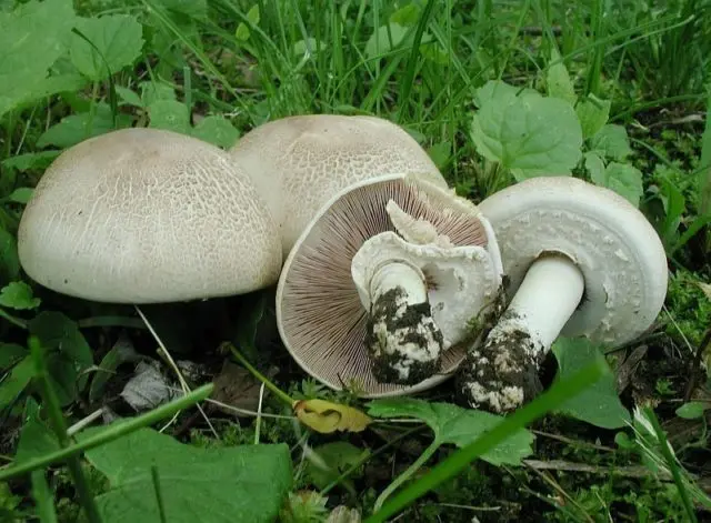 Pink champignon (graceful): edibility, description and photo