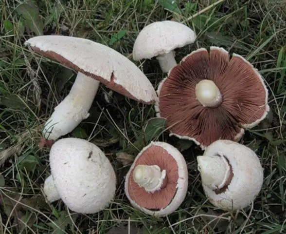 Pink champignon (graceful): edibility, description and photo