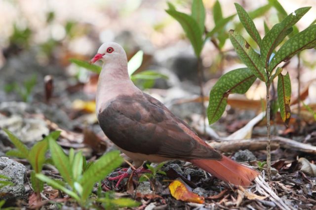 Pink dove