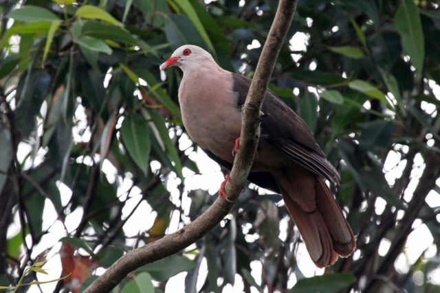 Pink dove