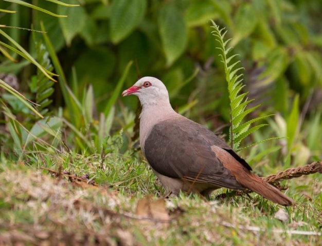 Pink dove