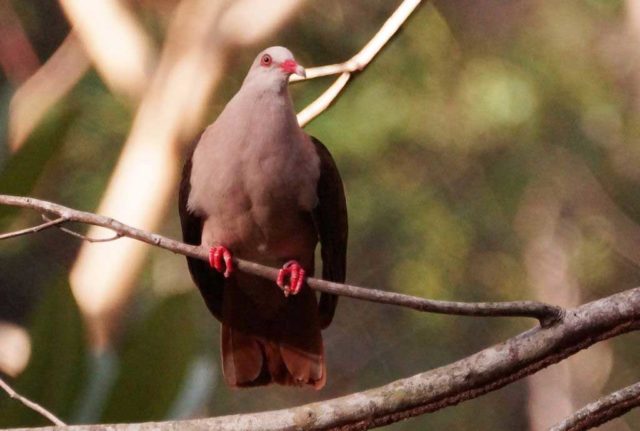 Pink dove