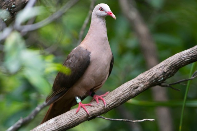 Pink dove