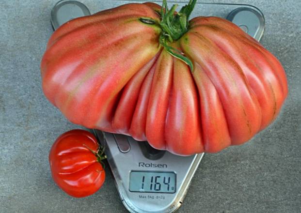 Pink Fig Tomato: reviews, photos