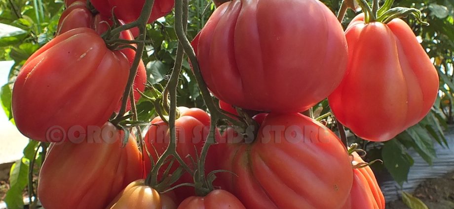 Pink Fig Tomato: reviews, photos