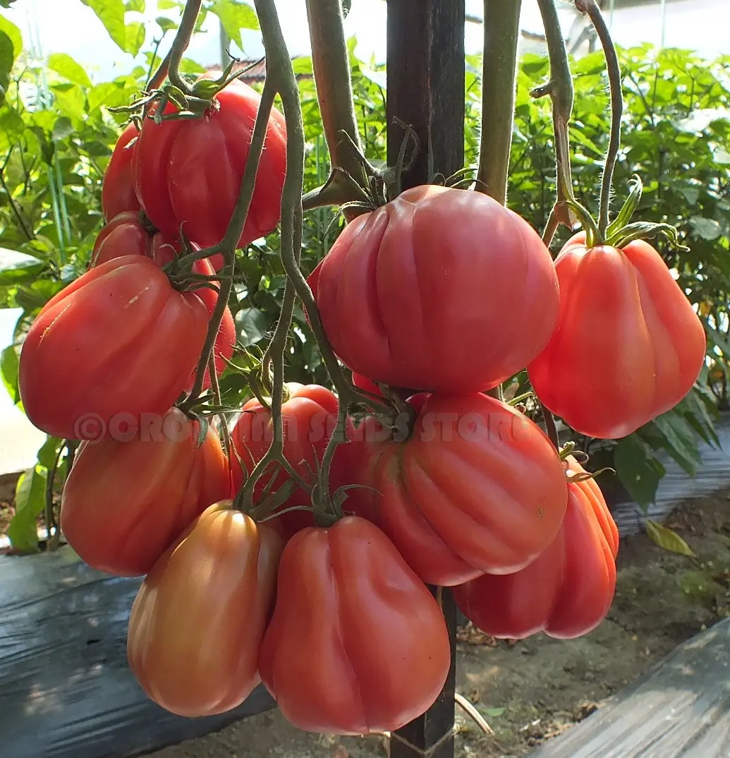 Pink Fig Tomato: reviews, photos