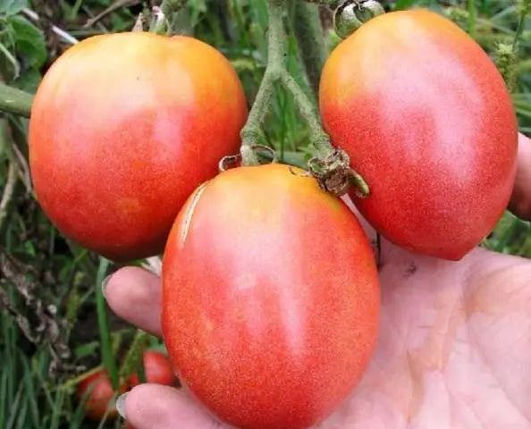Pink flamingo tomato: reviews, photos, yield