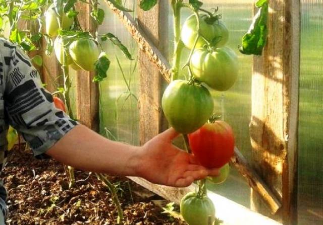 Pink flamingo tomato: reviews, photos, yield