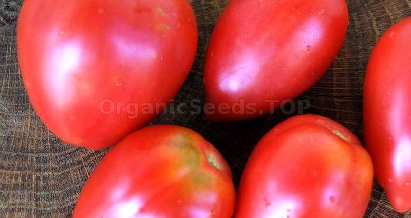 Pink flamingo tomato: reviews, photos, yield