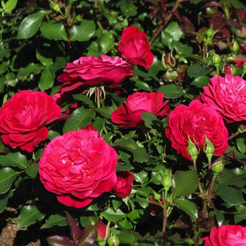 Pink floribunda variety Mona Lisa (Mona Lisa)