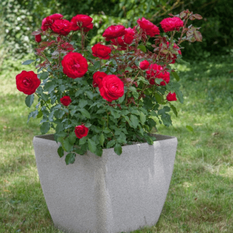 Pink floribunda variety Mona Lisa (Mona Lisa)