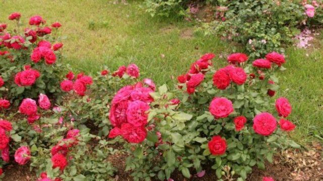 Pink floribunda variety Mona Lisa (Mona Lisa)