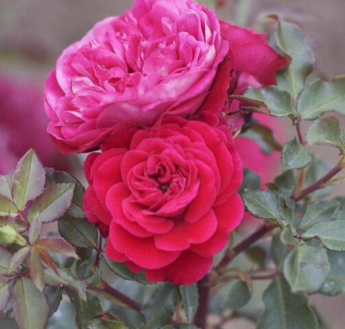 Pink floribunda variety Mona Lisa (Mona Lisa)