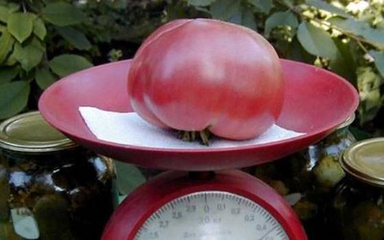 Pink giant tomato: characteristics and description of the variety